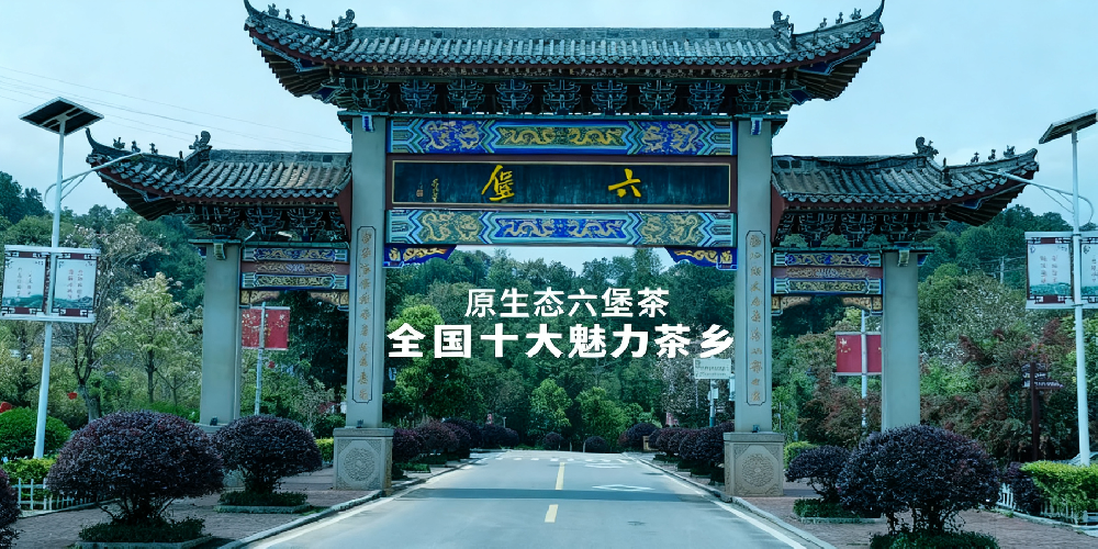 梧州六堡茶散茶:山塘岐五代传承的自然馈赠